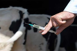FDA bans OTC meds for livestock